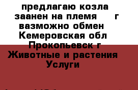 предлагаю козла  заанен на племя 1.5 г вазможно обмен  - Кемеровская обл., Прокопьевск г. Животные и растения » Услуги   